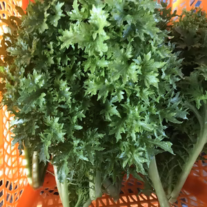 ぴりっと美味しいわさび菜　