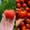 トマト 2種セット 北海道壮瞥町産  農家直送