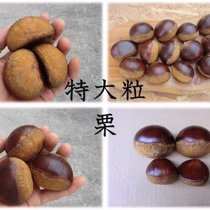 【特大粒 農薬不使用 栗】自然栽培の栗　特大粒