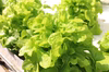 フワッとやわらか リーフレタス ☆4個セット☆