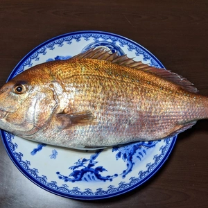 長崎県青島産　養殖鯛　1,5kg〜2.0kg    　サザエ数個サービス