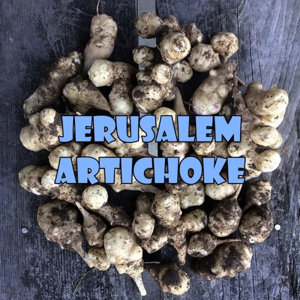 Jerusalem  artichoke 2kg [chemical-free]