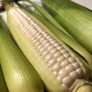 馬場ファームのホワイトスイートコーン略して「WSC」