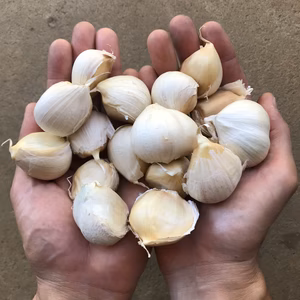 送料無料！お日様乾燥バラにんにく！500グラム入り