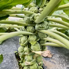 極甘！芽キャベツ 農薬・化学肥料不使用