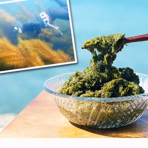 【冬の食卓に海の彩り】玄界灘産 アカモク ５０個セット ギバサ 海藻