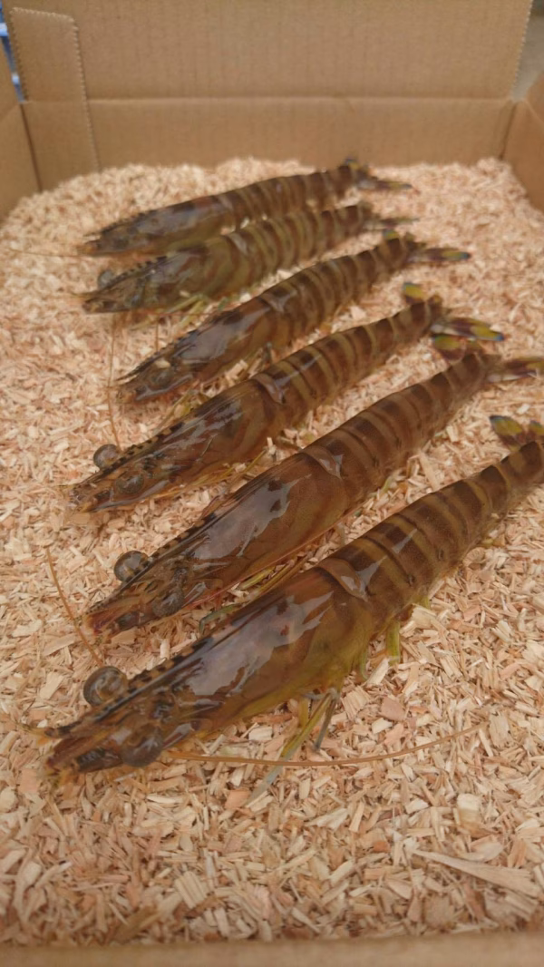 活き車えび1kg(500g×2)