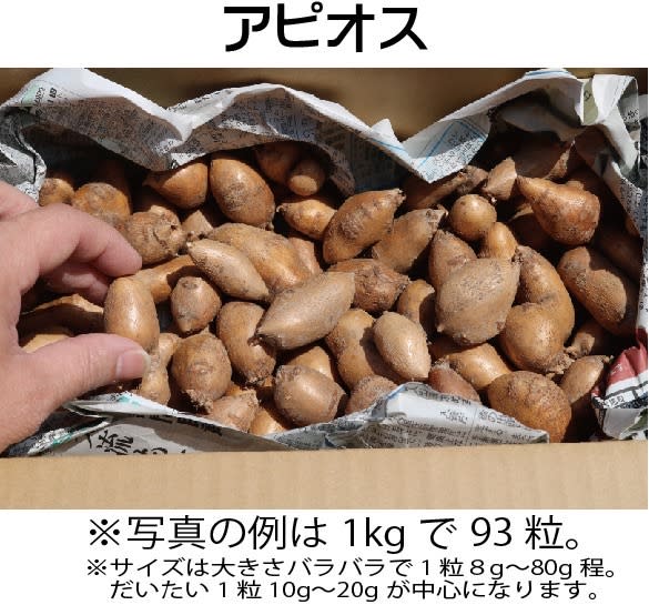 インディアンのスタミナ源 甘味倍増熟成生アピオス 粒の大きさリクエストも可能 農家漁師から産地直送の通販 ポケットマルシェ