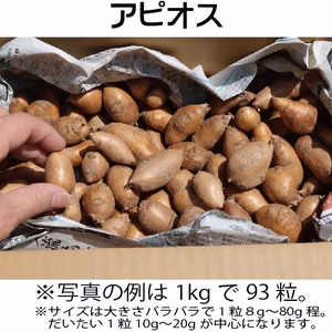 【送料一律便】熊本産インディアンのスタミナ源！甘味倍増熟成生アピオス