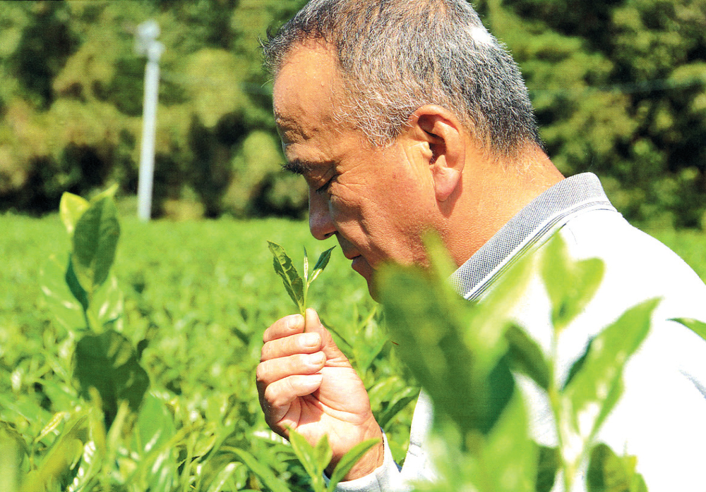 深むし茶 新茶おおいわせ 静岡県磐田産 - 茶