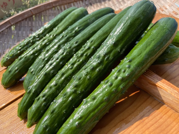 朝採れたて！まっすぐ『おのんきゅうり』