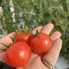 YUSA TOMATO   アイメック栽培で高糖度、高機能性トマト