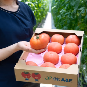 ◆期間限定◆ビッグサイズ！鳥取県産「笑心とまと」（1箱12玉入）