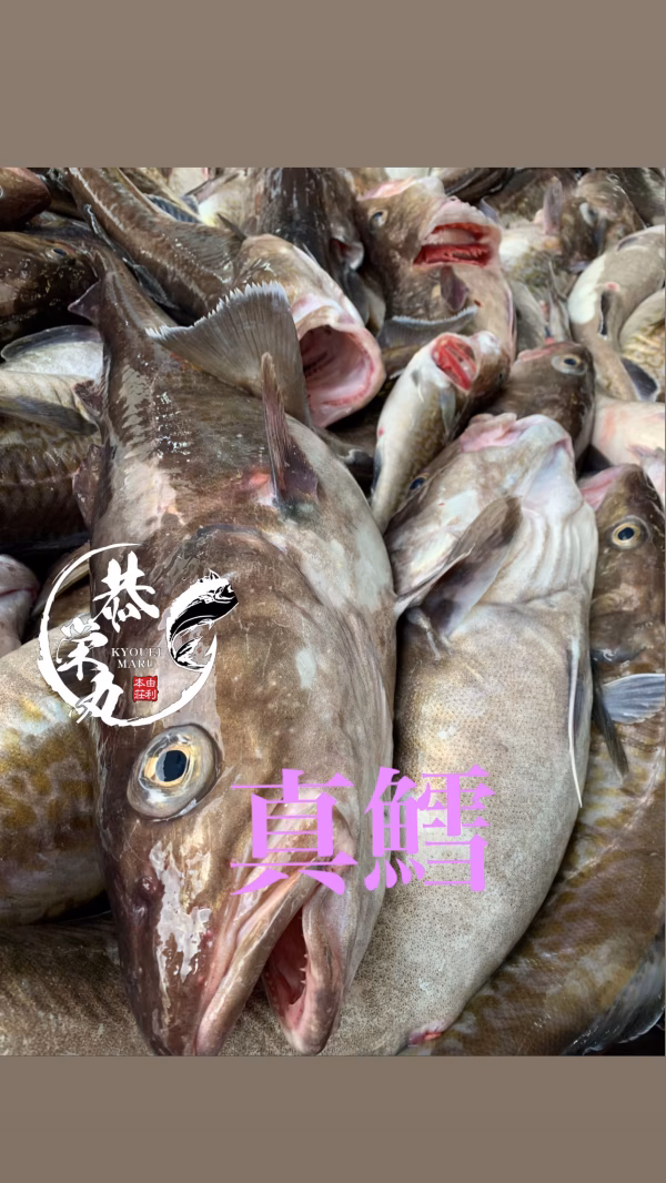 今年もきました‼️真鱈［寒タラ］BOX‼️　2025Edition 12月発送分