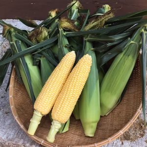 フルーツコーン 味来【朝採り】5本