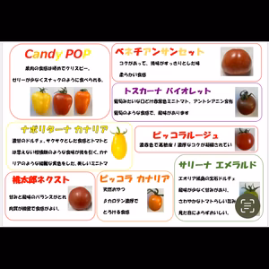 カラフルトマトセット1.5kg