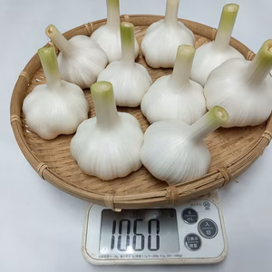 期間限定【新にんにく】みずみずしく、フレッシュな香り『約1kg』
