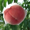 福島の桃 3kg 9月の品種おすすめ 9月上-中旬お届け