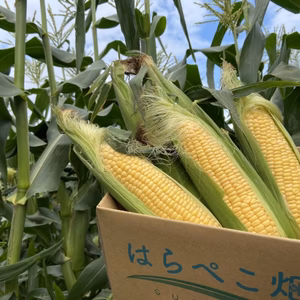【7月上旬発送】まるで食べるコーンスープ⁉︎はらぺこ畑のイチオシご褒美【味来】