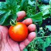 【無農薬】加熱してリコピンの吸収率アップ、調理用トマト！