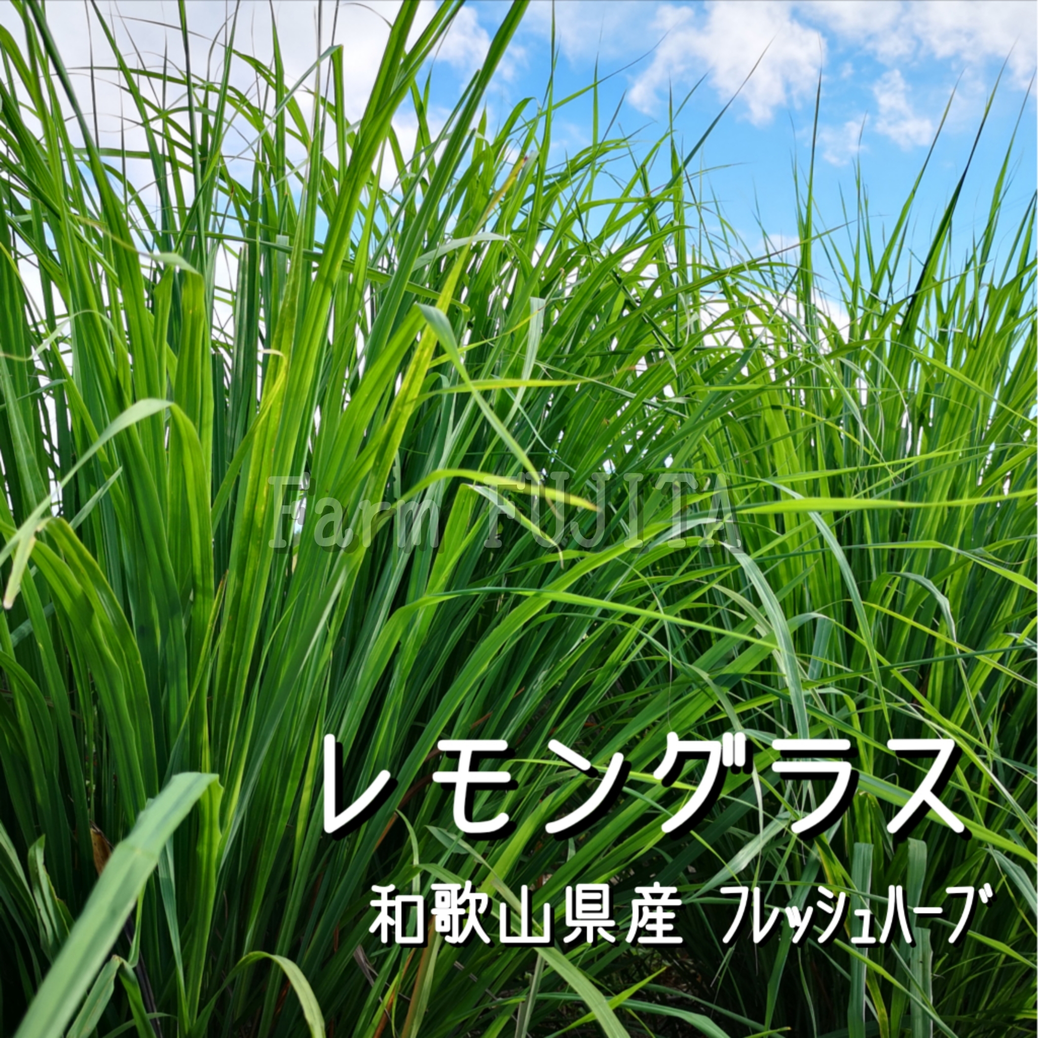 [夏の限定販売ハーブ]摘みたてお届け★レモングラス [常温配送]200g