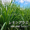 【在庫限りで今季終了】摘みたてお届け★レモングラス