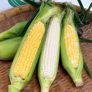 【今だけ・数量限定】とうもろこし3種セット｜旬を食べ比べ