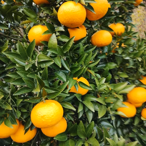 広島産伊予柑(いよかん)自慢の果実（ M.Lサイズ）３K