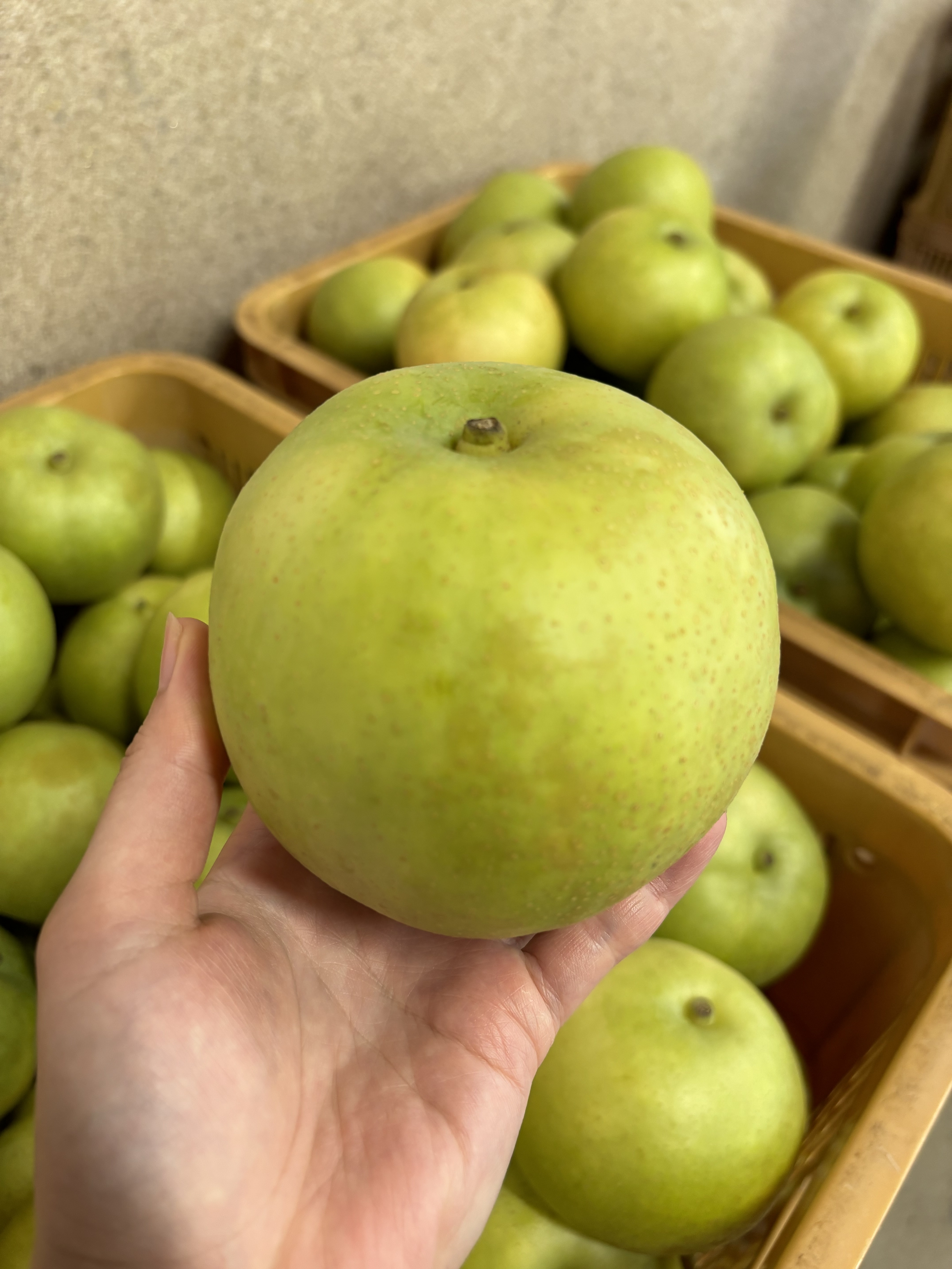 鳥取120年超の伝統の味 20世紀梨 優品 5キロ