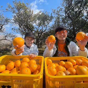 和歌山県住みます芸人わんだーらんどの木成り八朔