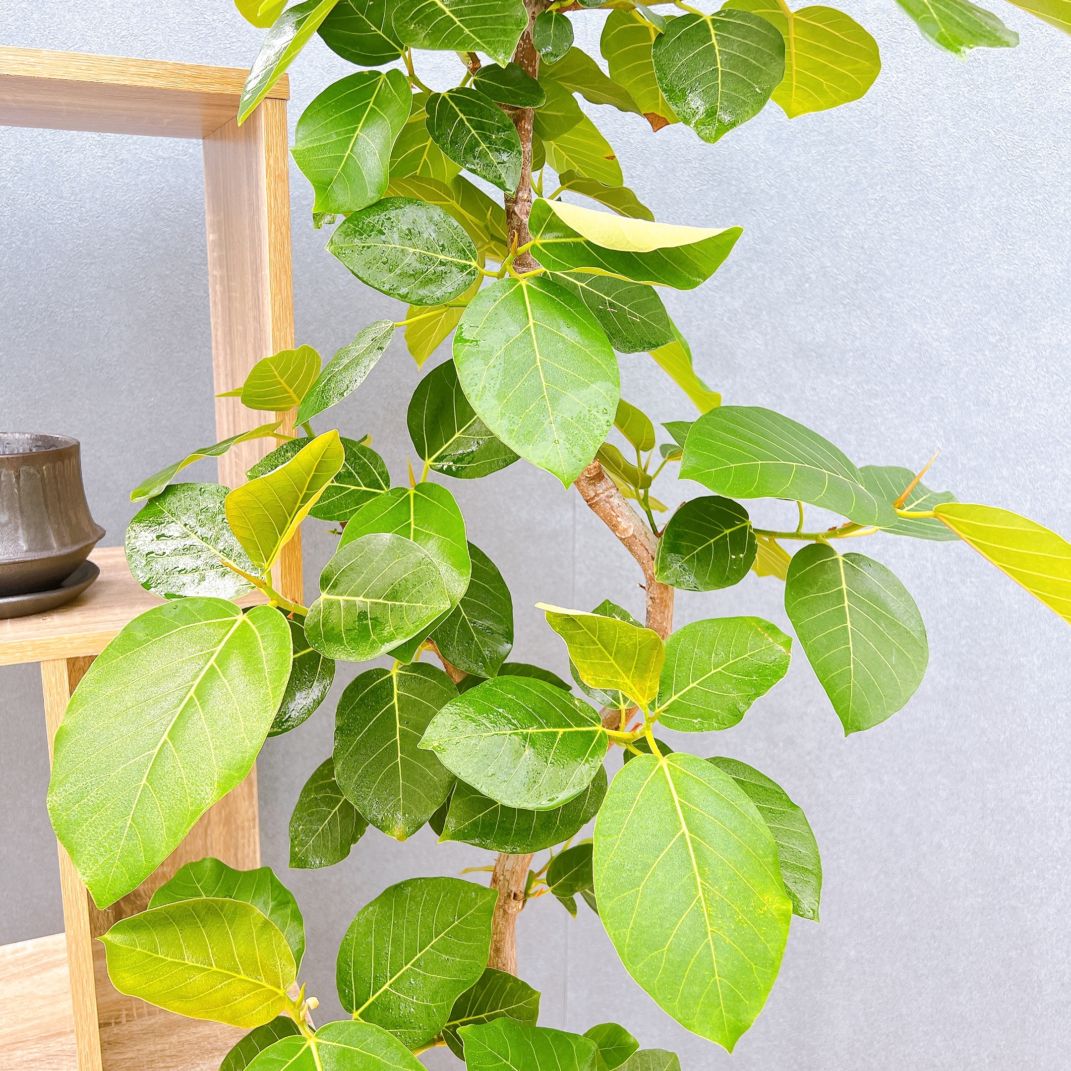 在庫販売】 フィカス ゴムの木 グランディス ブラウン 曲がり