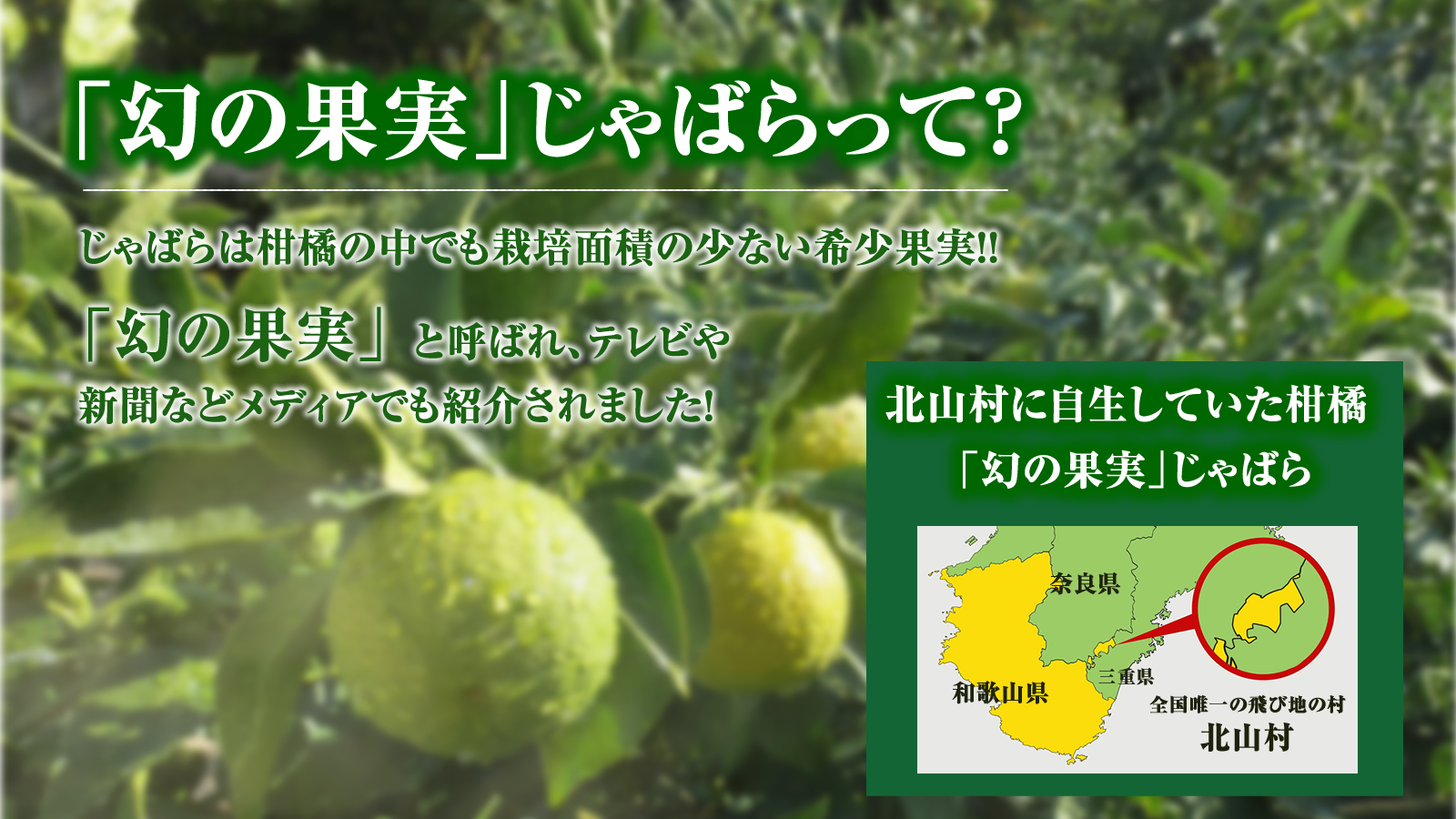 幻の柑橘 ジャバラ 苗木 - フラワー・リース