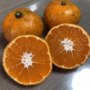 有機JAS認定　すっぱ甘い『田口早生』