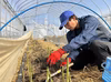 【4月中旬発送予定】長野県産　春アスパラガスお徳用セット　