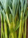 葉にんにく　自然栽培　固定種