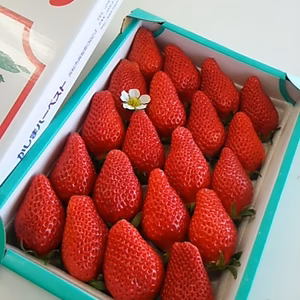 完熟大粒イチゴ章姫（あきひめ）15～24粒　ご贈答・ご家庭用に