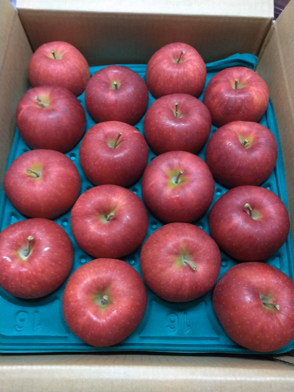 2025年産 贈答品これが本場《岩手のジョナゴールド》