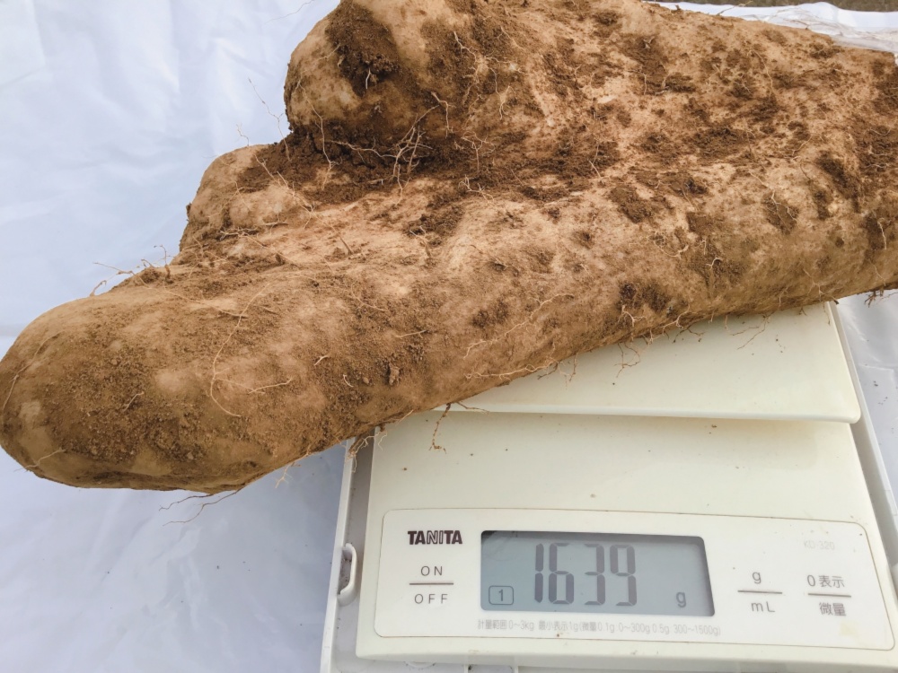山芋 1 6キロ 自然薯 ねばり芋 農家漁師から産地直送の通販 ポケットマルシェ