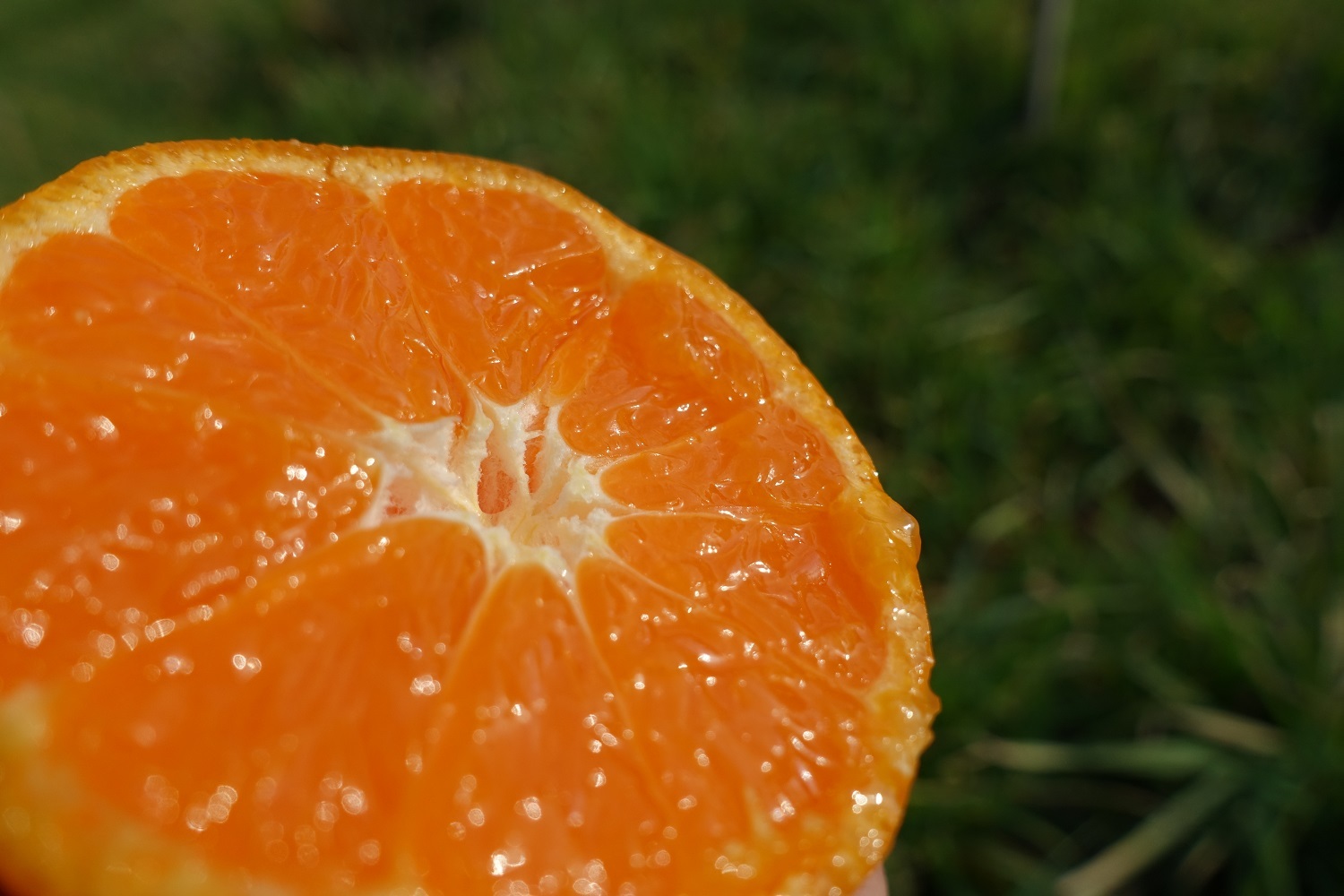 (超限定)濃厚ゆら早生! 2kg(箱込み)