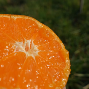 （超限定）濃厚ゆら早生！