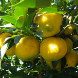 真弓たか子 | Ｍファーマー