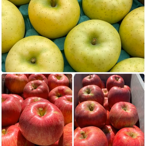 収穫後すぐに発送❗夏りんご2品種詰合せ