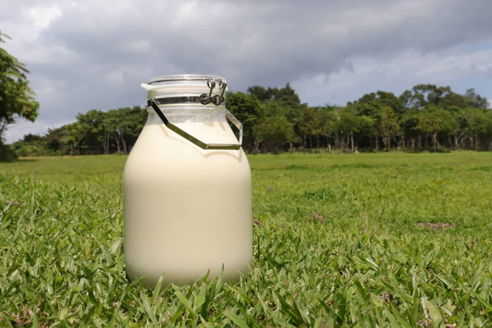 やんばる産ジャージー牛乳無添加カップアイス(ミルク味)　熨斗対応可