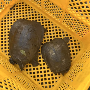 天然スッポン 1kg 鍋などに