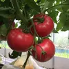 真っ赤な恵トマト 2箱 (16個~24個 約3.4kg前後)