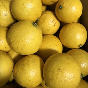 庭で育てた小夏をお裾分け箱込み2kg ニューサマーオレンジ 日向夏