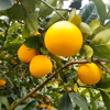 　きれいな完熟　河内晩柑　