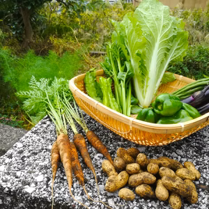 {肥料、農薬不使用}  季節の採りたてお野菜セット（Sセット）