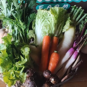 自然風味　根っこ農園　お野菜セット