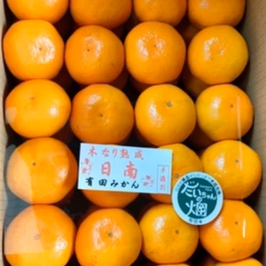 【数量限定】樹上熟成 有田みかん 夕やけみかん（Lサイズ・懐かしの甘さ）